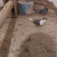 کبوتر مسافتی و رنگه|پرنده|درمیان, |دیوار