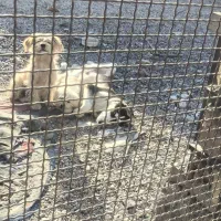 سگ هاسکی|سگ|فیروزآباد (فارس), |دیوار