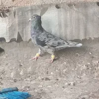 کوهی کاکل نر