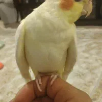 عروس سه لوتینو یه اهوی یکی دستی هس