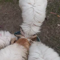 فروش گوسفند پرواری جوان