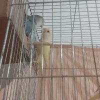 برزیلی عروس فنچ|پرنده|فردیس, ثابتی|دیوار