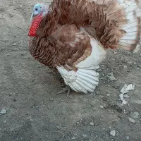 فروش بوقلمو و تخم بوقلمو