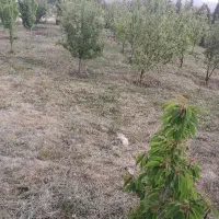 خدمات منازل و باغبانی در لواسان