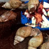 حلزون آلبینو نه سانت وده سانت