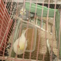 فروش عروس هلندی