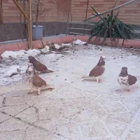 کبوتر تزیینی پرستویی