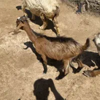 فروش کهره
