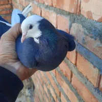 ابلاغ ماده|پرنده|اهر, |دیوار