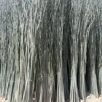 نهالستان سرسبز مهندس عزیزی گلدانی داریم