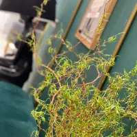 نیروی نظافت