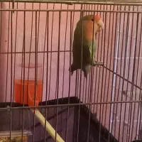 برزیلی طوطی