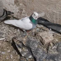 کبوتر طوقی|پرنده|گنبد کاووس, |دیوار