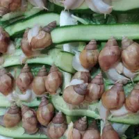 حلزون،اچاتینا،البینو