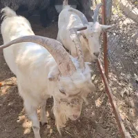بزسانن نر و ماده یک ساله|حیوانات مزرعه|تهران, تهرانسر مرکزی|دیوار