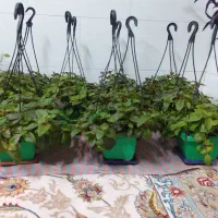 گل مروارید بسیار زیبا،جز گلهای آپارتمانی میباشد|گل و گیاه طبیعی|مبارکه, |دیوار