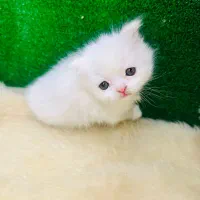 نژاد های اصیل و لوکس در m.k pet|گربه|تبریز, |دیوار