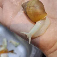 حلزون وخاویارحلزون