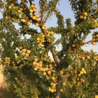فروش-باغ-شهرک-انجیره