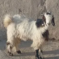 بزغاله نر چاق|حیوانات مزرعه|نیمروز, |دیوار