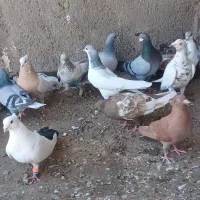 پرنده کبوتر بوم