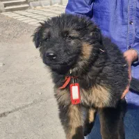 توله ژرمن شپرد اصیل.واکسن و انگل تراپی شده|سگ|مشهد, هنرستان|دیوار