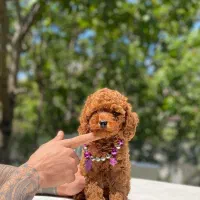 سگ توی پودل رد و نسکافه ایی 65 روزه