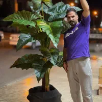 درخت مصنوعی|گل مصنوعی|کرمانشاه, |دیوار