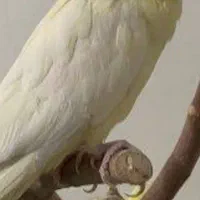 عروس هلندی مرغ عشق کفتر مرغ مینا