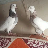 کبوتر طوقی وکله زرد|پرنده|بیرجند, |دیوار