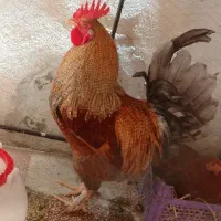 خروس محلی درجه ۱ خوشرنگ ۷ ماهه