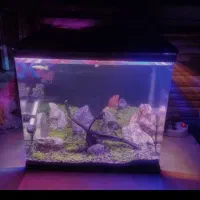 آکواریوم شیشه خم دلسا