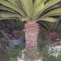 فروش گل سیکاس در رشت