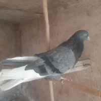 نر سبز|پرنده|قم, اسمعیل آباد|دیوار