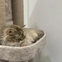 برتیش لانگ به رنگ چینچیلا