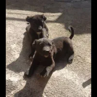 واگذاری یه جفت توله نر