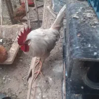 خروس و اردک|حیوانات مزرعه|قم, شهرک مهدیه (مدرس)|دیوار