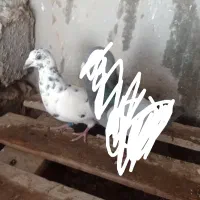 کبوتر است