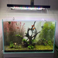 روتالا قرمز و گیاه اکواریوم پلنت، شریمپ یلو