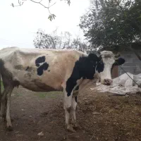 گاوهلیشتاین|حیوانات مزرعه|لولمان, |دیوار