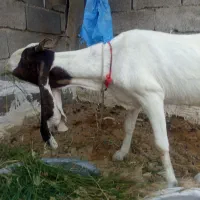 فروش یک بز گلابی اصل در چابهار