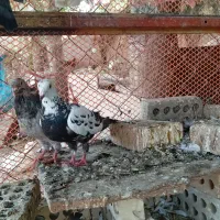 کبوتر فروشی
