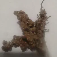 سماق شاخه(ویژه هفت سین)