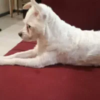 واگذاری سگ اشپیتز دوساله ماده|سگ|پرند, فاز ۴|دیوار