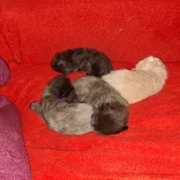 بچه گربه پرشین