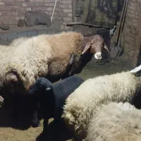 قوچ|حیوانات مزرعه|سنندج, |دیوار