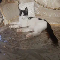 واگذاری گربه