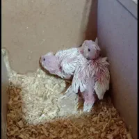 عروس هلندی سرلاکی و تازه دون خور آلبینو لوتینو...|پرنده|قم, نوبهار|دیوار