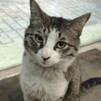 واگذاری گربه نژاد دی اچ اس