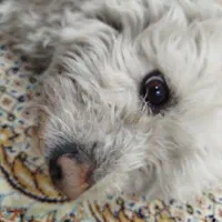 سگ پاکوتا شیتزو